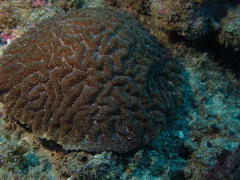 Gyrosmilia interrupta