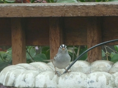 Zonotrichia leucophrys