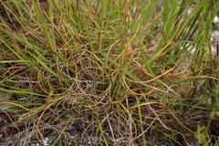 Pentameris curvifolia