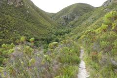 Pentameris curvifolia