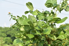 Butea monosperma