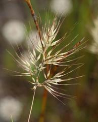 Pentameris curvifolia