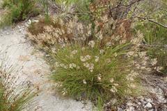 Pentameris curvifolia