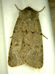 Euxoa comosa
