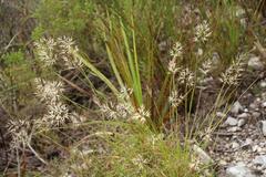 Pentameris curvifolia