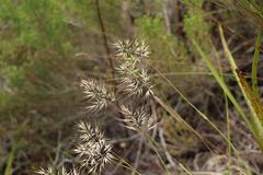 Pentameris curvifolia