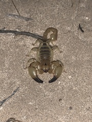 Anuroctonus phaiodactylus