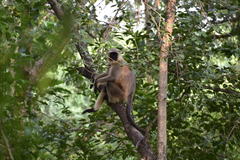 Semnopithecus entellus