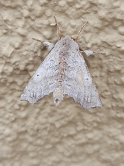 Olceclostera seraphica