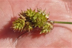 Carex adusta