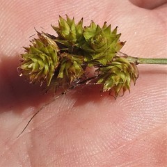 Carex adusta