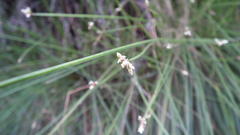 Ficinia trispicata