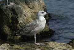 Larus michahellis