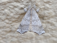 Olceclostera seraphica