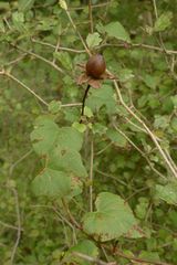 Calystegia tuguriorum