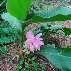 Curcuma longa