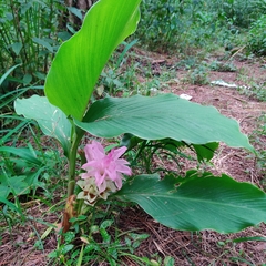 Curcuma longa