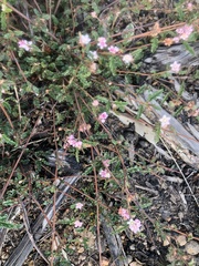 Androcalva pedleyi