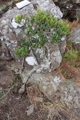 Apodytes abbottii