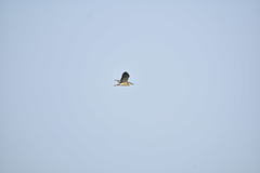 Nycticorax nycticorax