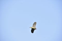 Nycticorax nycticorax