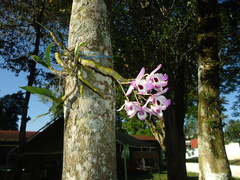 Dendrobium nobile