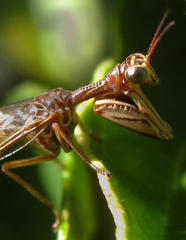 Mantispinae