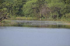Nettapus coromandelianus