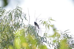Dicrurus macrocercus