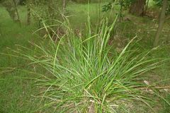 Carex lambertiana