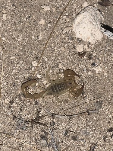 Paruroctonus shulovi