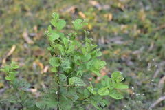 Ziziphus mauritiana