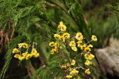 Helichrysum foetidum