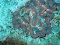 Lobophyllia hataii