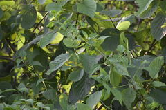 Angiospermae