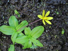 Pauridia gracilipes gracilipes