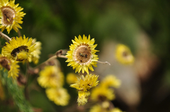 Helichrysum foetidum