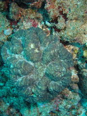 Lobophyllia hataii