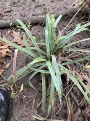 Carex flaccosperma
