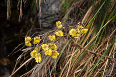 Helichrysum foetidum