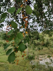 Celastrus paniculatus