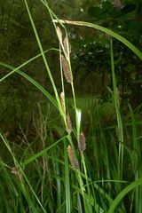 Carex lambertiana