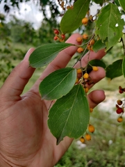 Celastrus paniculatus