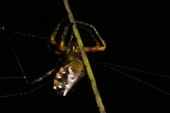 Verrucosa meridionalis