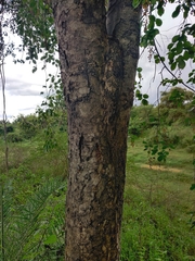 Celastrus paniculatus