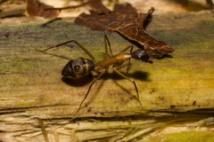 Camponotus lespesii