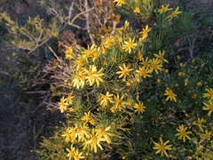 Euryops virgineus