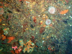 Alcyonium variabile
