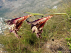 Gladiolus maculatus
