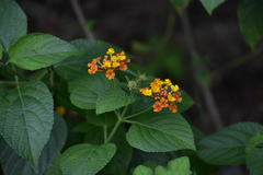 Lantana camara